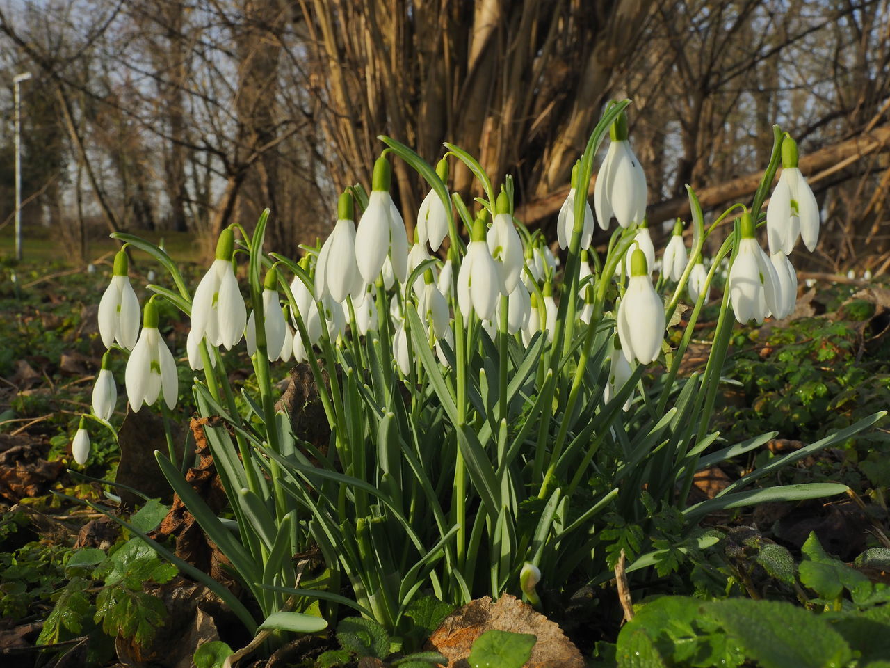 CLOSE-UP OF WHITE FLOWERING PLANT IN FIELD