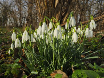 Close-up of white flowering plants on field