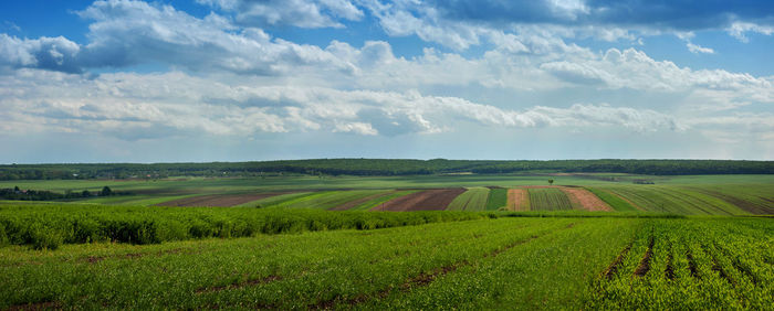 Scenic view of agricultural field against sky