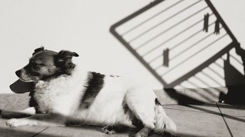 Close-up of dog sitting outdoors