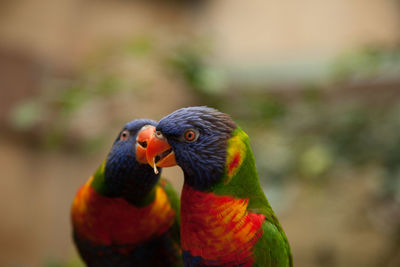 Close-up of parrot