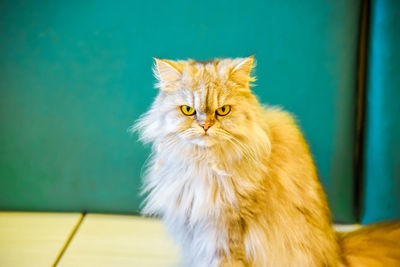 Grey persian cat looking at camera on the floor. animals concept