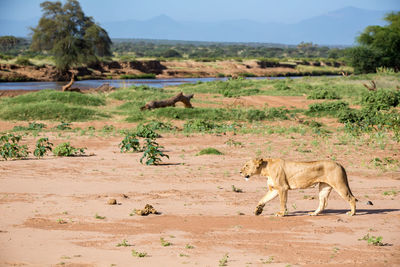 Full length of a cat on field