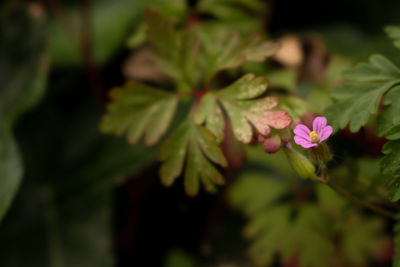 Close-up of pink flowering plant