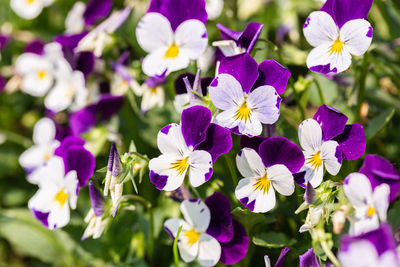 Close-up of purple flowering plants