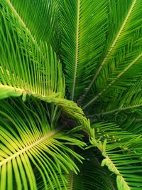 Close-up of palm tree leaves