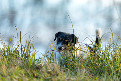 Dog in a field