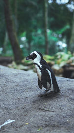 Penguin walking on the rock