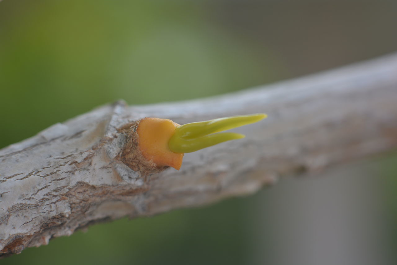 CLOSE-UP OF YELLOW MUSHROOM GROWING OUTDOORS