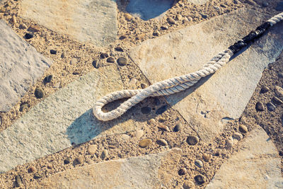 High angle view of lizard on rock