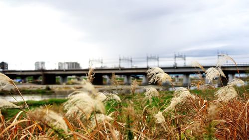 View of railroad tracks on field against sky