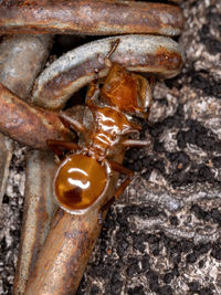 High angle view of insect on wood