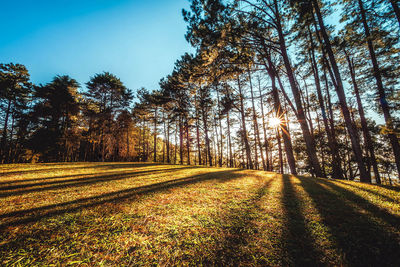 Trees on field against sky