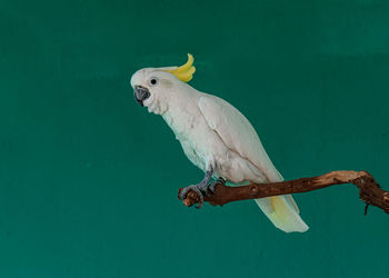 animal