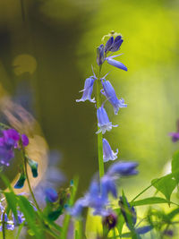 Close-up of purple flowering plant