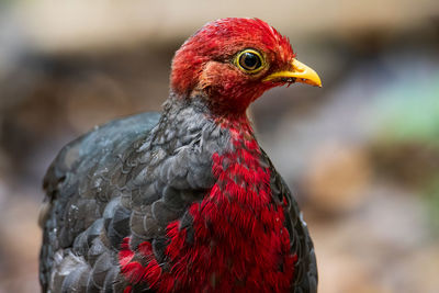 Close-up of parrot