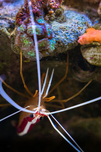 Close-up of coral in sea