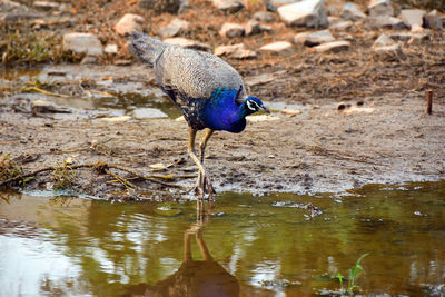 Bird perching on a land