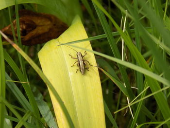 Close-up of insect on grass