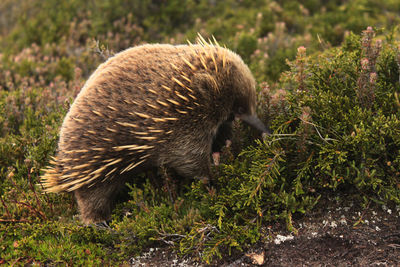 Side view of an animal on grass