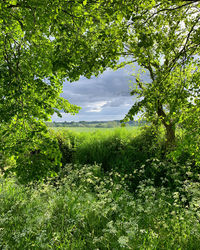 Plants and trees in forest against sky