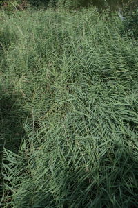 Full frame shot of rice field