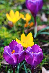 Close-up of crocus blooming outdoors