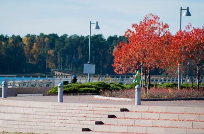 Street light and trees against sky