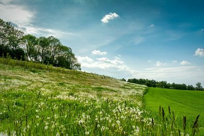 Scenic view of field against sky