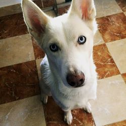 High angle portrait of dog standing