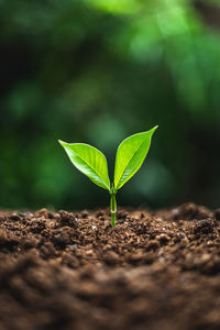 Close-up of plant growing on field