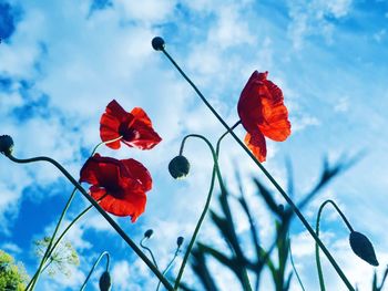 Low angle view of red flowering plants against sky