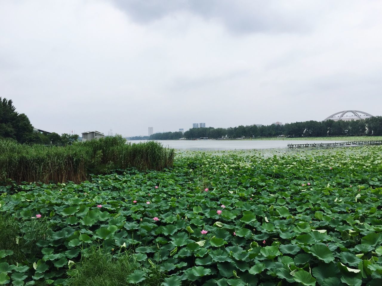 water, sky, plant, green color, growth, tranquil scene, beauty in nature, nature, tranquility, scenics, cloud - sky, leaf, river, lake, day, tree, outdoors, flower, no people, idyllic