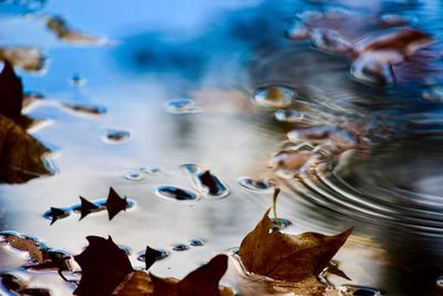 Close-up of turtle in water