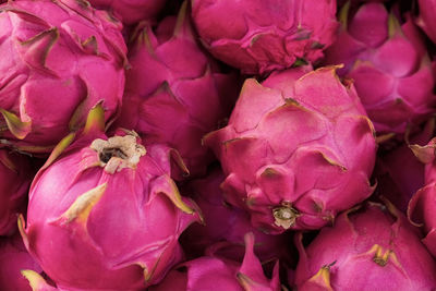 Full frame shot of pink flowering plants