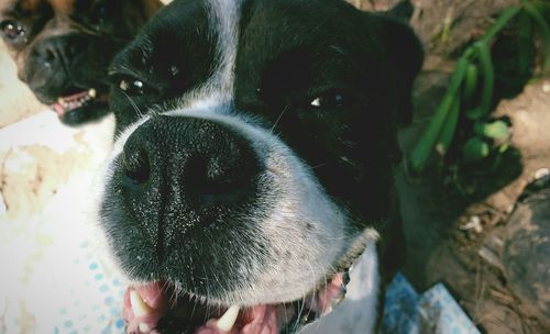 Close-up of dog