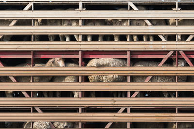 Full frame shot of sheep seen through fence