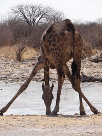 A giraffe stands alone in the steppe of the etosha national park on a sunny autumn day in namibia