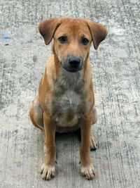 Stray dog on street