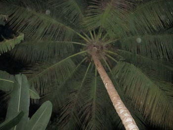 Close-up of palm tree against sky