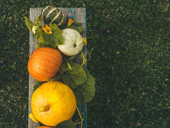 Various types of decorative pumpkins on a dark background