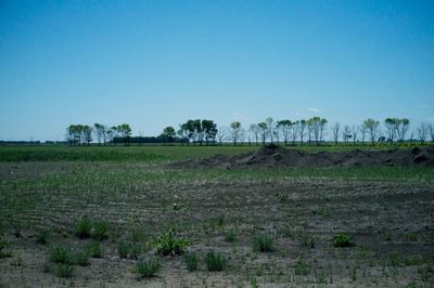 Scenic view of field against clear blue sky