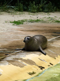 See lion relaxing on land