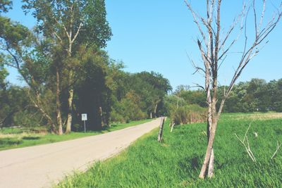 Scenic view of grassy field against sky