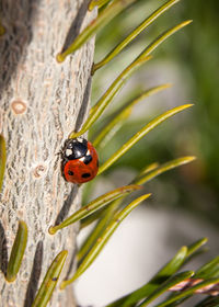 Close-up of ladybug on leaf