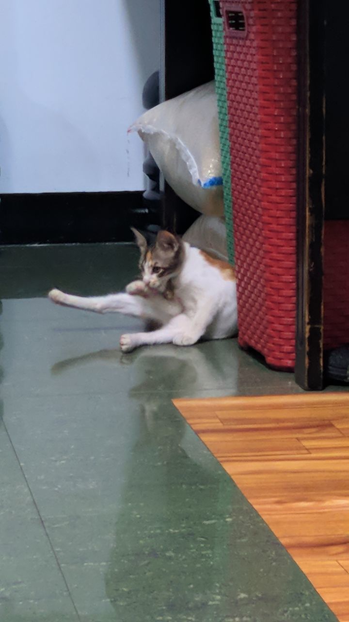 CAT RESTING ON FLOOR