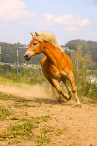 Horse standing on field