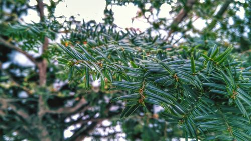 Close-up of pine tree