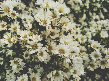 Close-up of white flowering plants