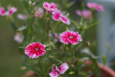 Close-up of pink flowering plants